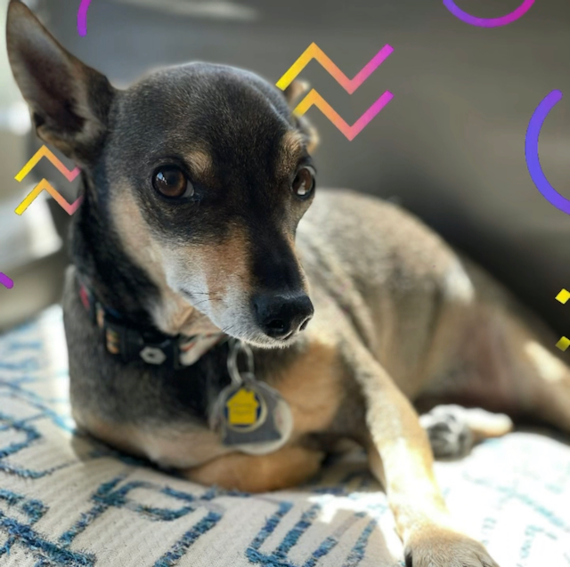 A picture of Frank, our little rascal